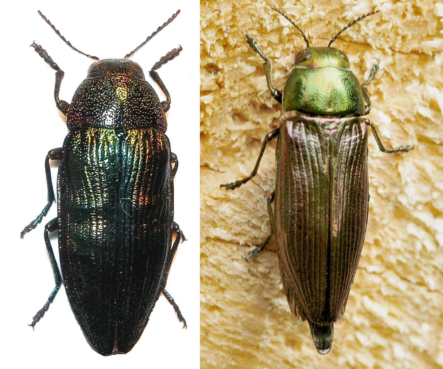 Buprestidae:  Eurythyrea austriaca